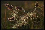 Gewöhnliche Küchenschelle (Pulsatilla vulgaris)