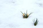 Krokus im Schnee