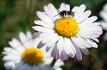 Gänseblümchen mit Besucher