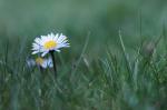 Gänseblümchen im Feenland