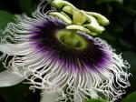 PASSIFLORA BLÜTE