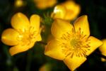 Makro Helios Buttercup