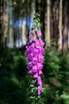 Fingerhut (Digitalis purpurea) 03