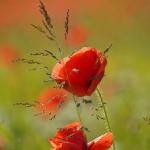 Klatschmohn