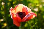 Klatschmohn_2