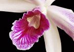 Orchideen Detail