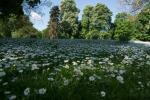 Blumenmeer Luisenpark Mannheim