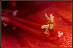 Amaryllis