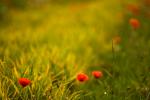 Klatschmohn mit Taube