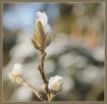 Magnolia on ice