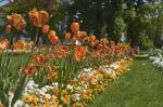 Spalier der Tulpen (orange)