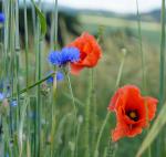 Mohn5