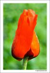 Mohn