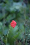 Mohn