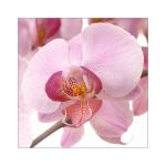 Orchidee 2