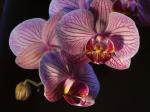 Orchidee1