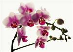 Orchidee 1