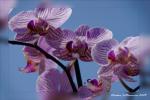 Orchidee