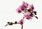 Orchidee 2