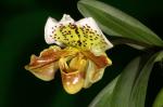 Paphiopedilum