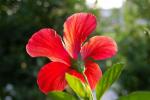 Hibiskus