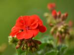 Pelargonie