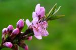 Pfirsichblüte am Tag des Erblühens