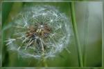 Pusteblume ;-)