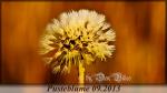 Pusteblume