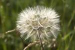 Pusteblume