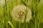 Pusteblume (Löwenzahn) im Grass