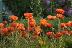 Roter Türkischer Mohn