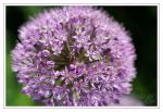 Allium