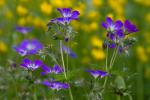 Komplementärkontrast in Blumenwiese