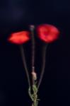 Mohn 3