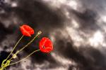 Mohn 2