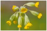 Wiesenschlüsselblume