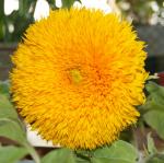 Sonnenblume-1