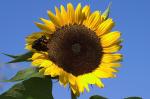 Sonnenblume mit Schmetterling