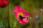 Mohn plus Zwei