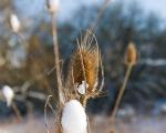 Distel im Schnee