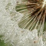 Pusteblume2