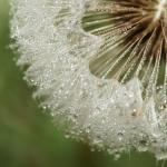 Pusteblume