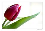 Tulpe