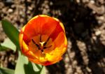 Tulpe von oben