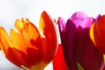 Tulpen_04