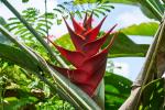 Heliconia spec