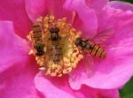 Blüte mit Besucher