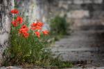 Mohn-olit