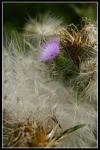 Distel